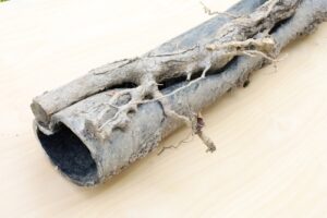 Tree roots affecting a sewer line in Chula Vista, CA